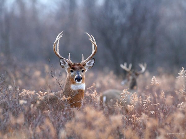 Наивный олень