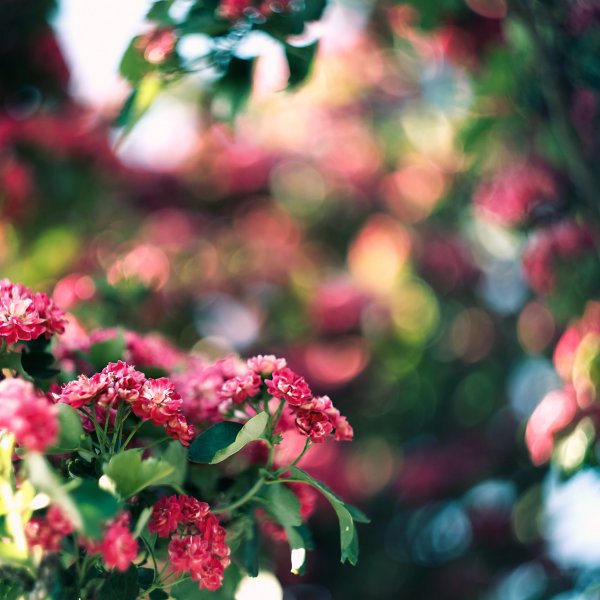 Я желаю всем счастья