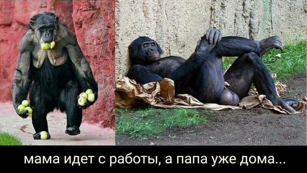 Демотиваторы ржака