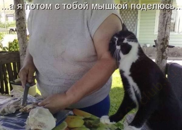 Очень смешные картинки с надписями про животных