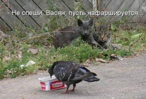 Юмор в картинках и фотографиях с надписями