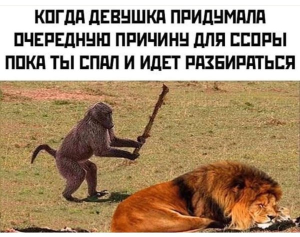 Кот будит хозяйку