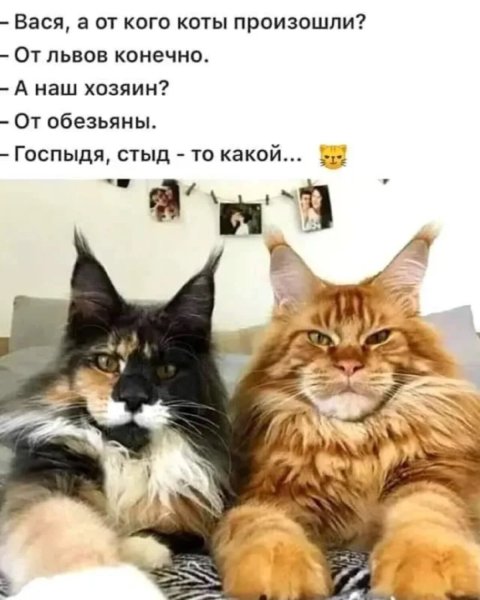 Жизнь обезьян