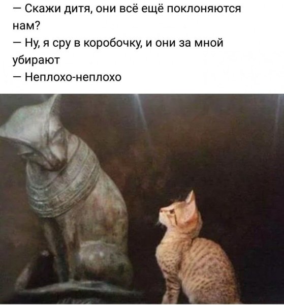 Смешные фото с животными