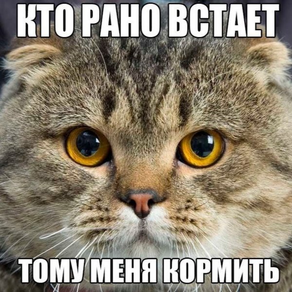 Коты поклоняются