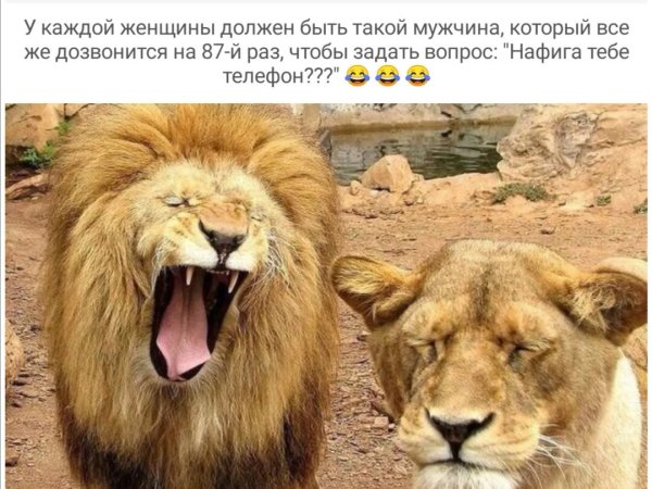 Тигр и кошка