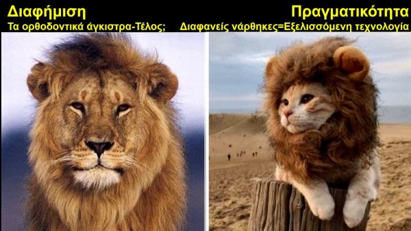Лев львица и Львенок
