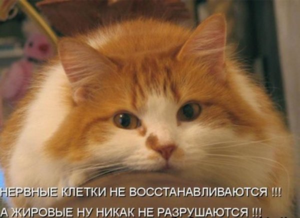 Рыжие котики фото с надписями