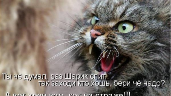 Злой черный котик