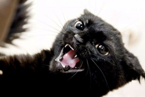 Смешные рыжие коты с надписями