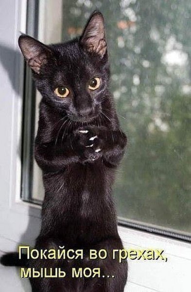 Демотиваторы с котами смешные