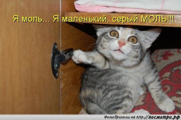 Смешные подписи под картинками