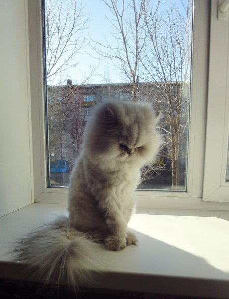 Милый обиженный котенок