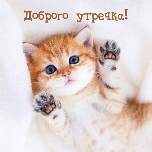 Милые котики