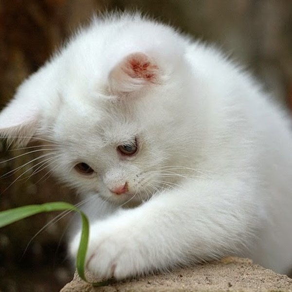 Милые белые котята