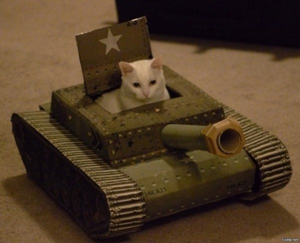 Танк для котов