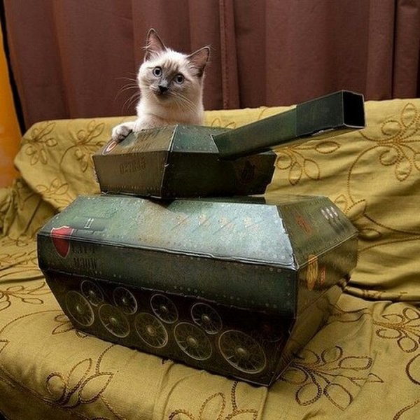 Кошка в танке