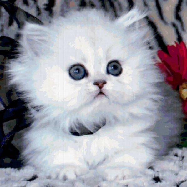 Котёнок милый пушистый белый