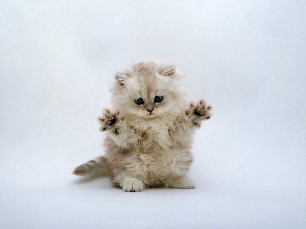 Маленький котенок
