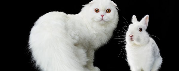 Кролик белый пушистенький