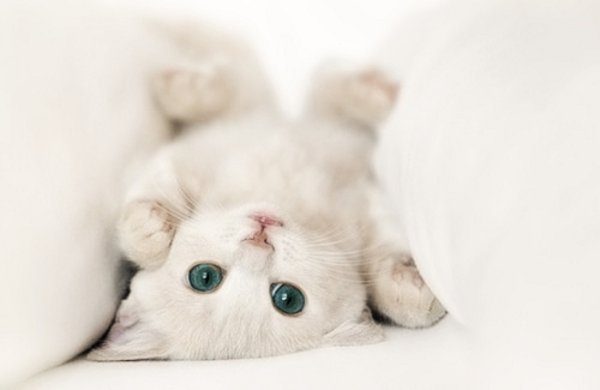 Котенок проснулся