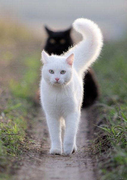 Белая кошечка