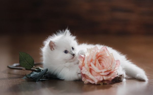 Белый котенок