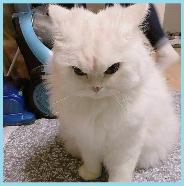 Злой белый кот
