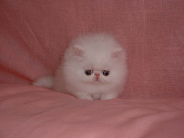 Котики с милыми фразами