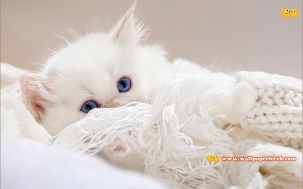 Нежный белый котенок