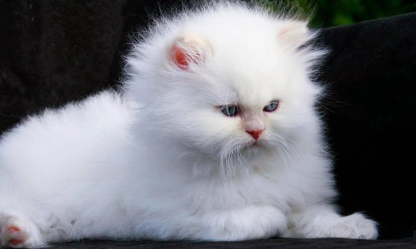 Белая пушистая кошка