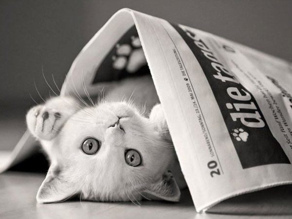 Котёнок на газете