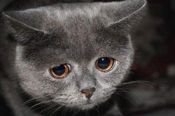 Грустный кот