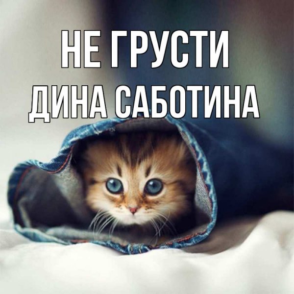 Котята фото
