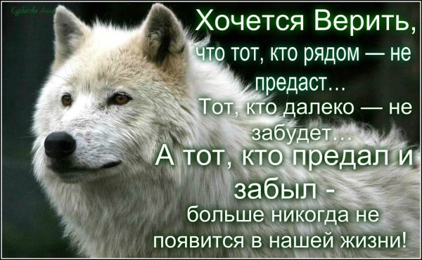 Мудрость волка