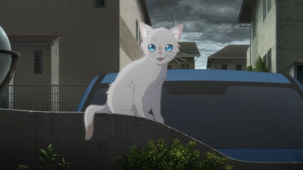 Кошка из аниме сквозь слезы я притворяюсь кошкой