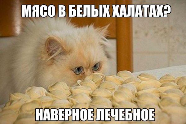 Кот пельмешка