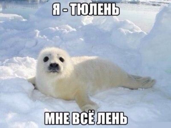 Мемы с тюленями