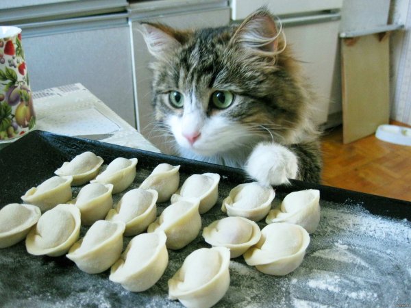 Голодный котенок