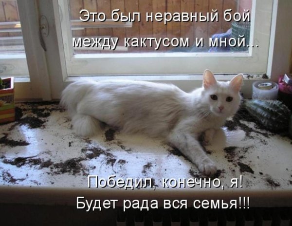 Смешные коты с подписями до слез