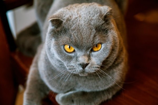 Смешные коты с надписями Шотландские