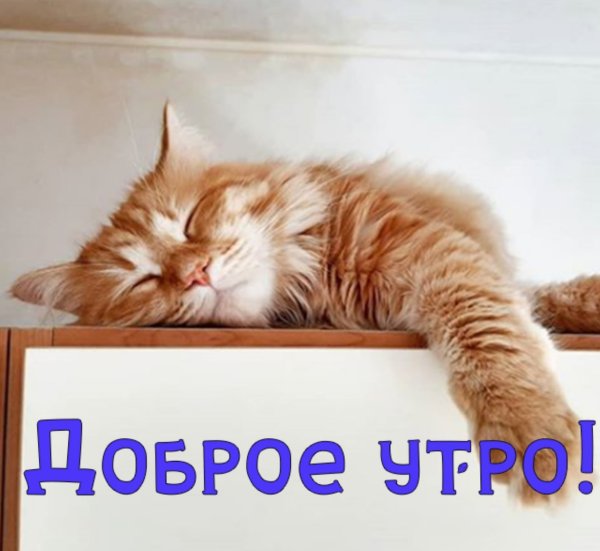 С добрым утром котики