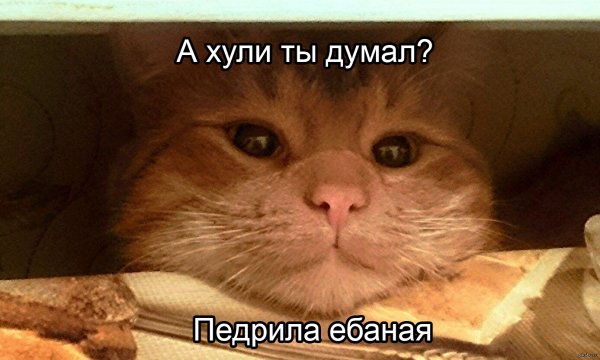 Ты думаешь