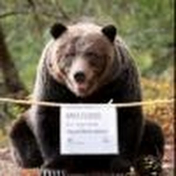 Надпись медведь