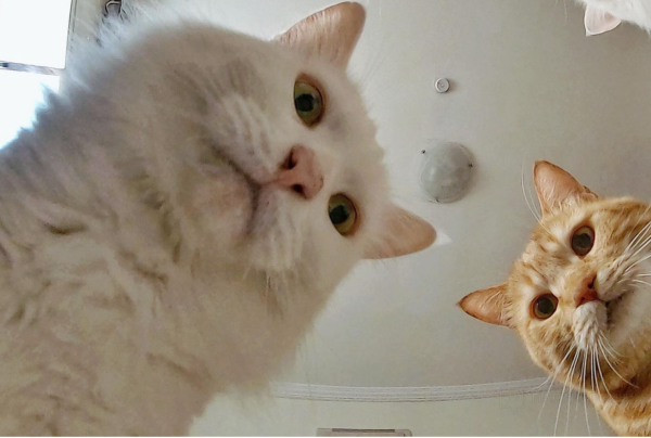 Кот Мем
