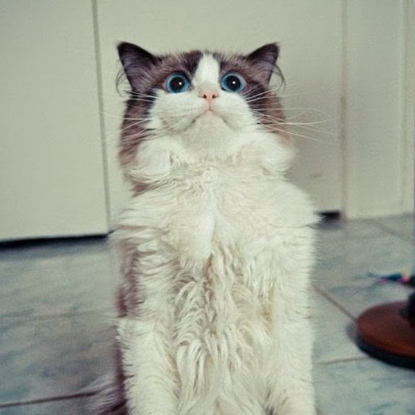 Коты мемес с надписями