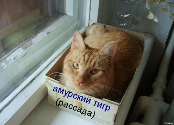 Котик кушает пельмени