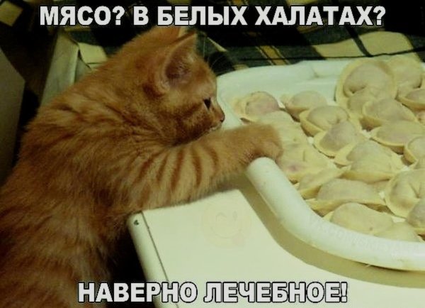 Котик Пидрила