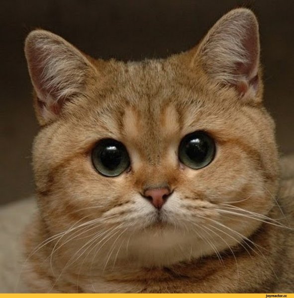 Кот плачет Мем