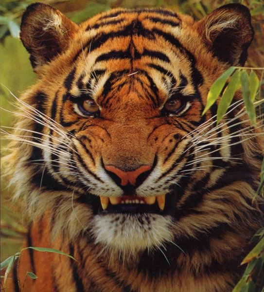 Картинки с надписью я тигр (46 фото)